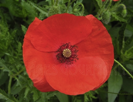 coquelicot.jpg