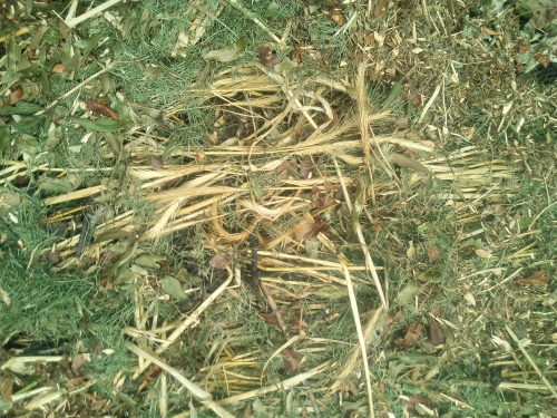 paillage apres debachage-26 mai 2024.jpg