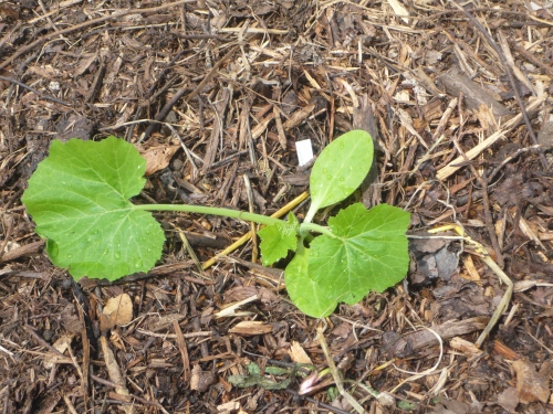 jeune plant de courgette.jpg