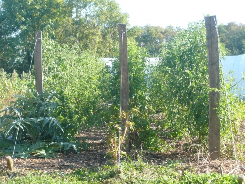 tomates palissées.jpg