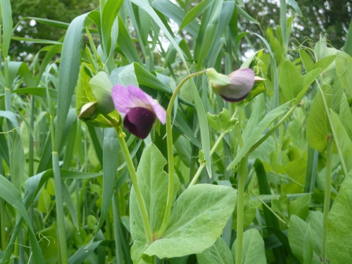 fleur pois.jpg