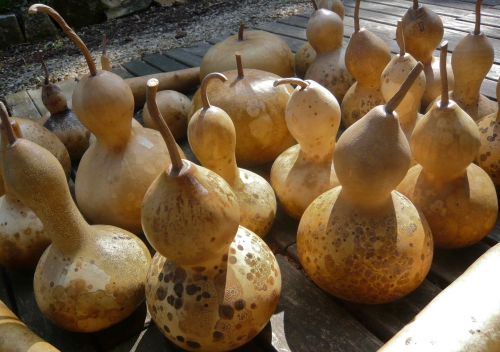 gourdes sèches.jpg