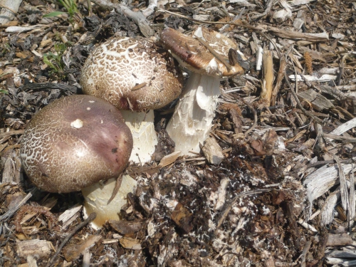 champignons.jpg