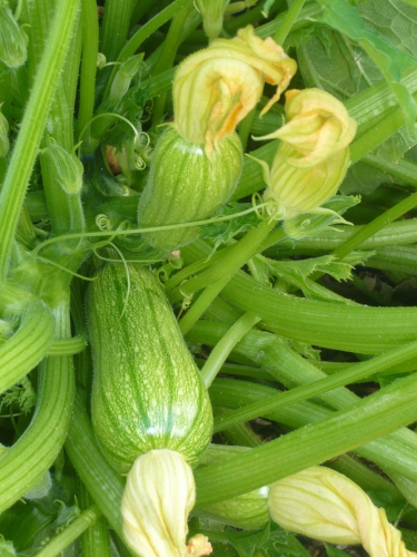 courgettes R.jpg