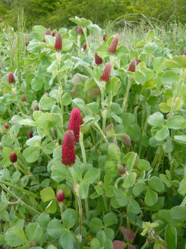 fleurs trèfle incarnat.jpg