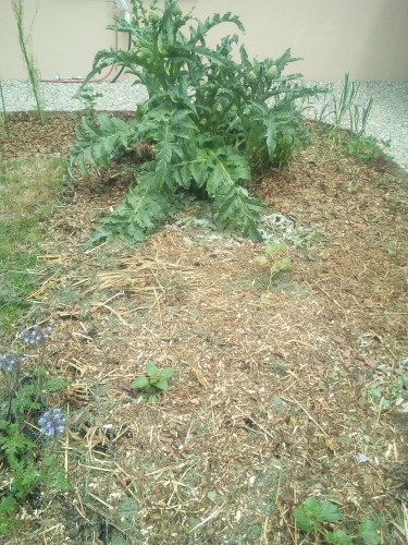 plantation 26 mai 2024.jpg