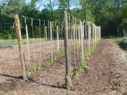 plantation tomates.jpg