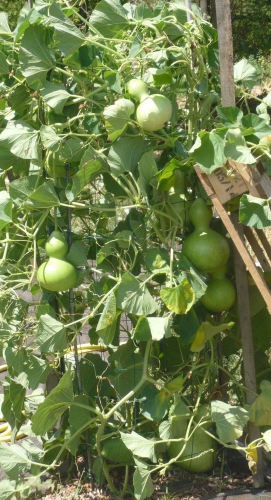 GOURDES.jpg