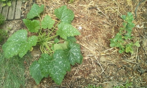 courgette et melon.jpg