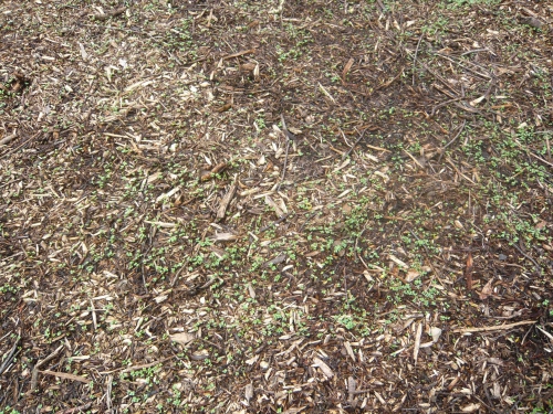 germination engrais verts sur BRF.jpg