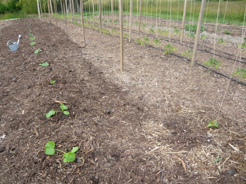 courges et courgettes.jpg