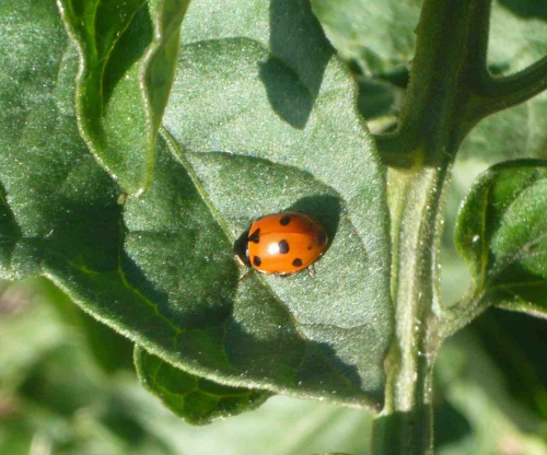 coccinelle.jpg